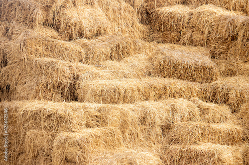 Square golden wheat hay bale background