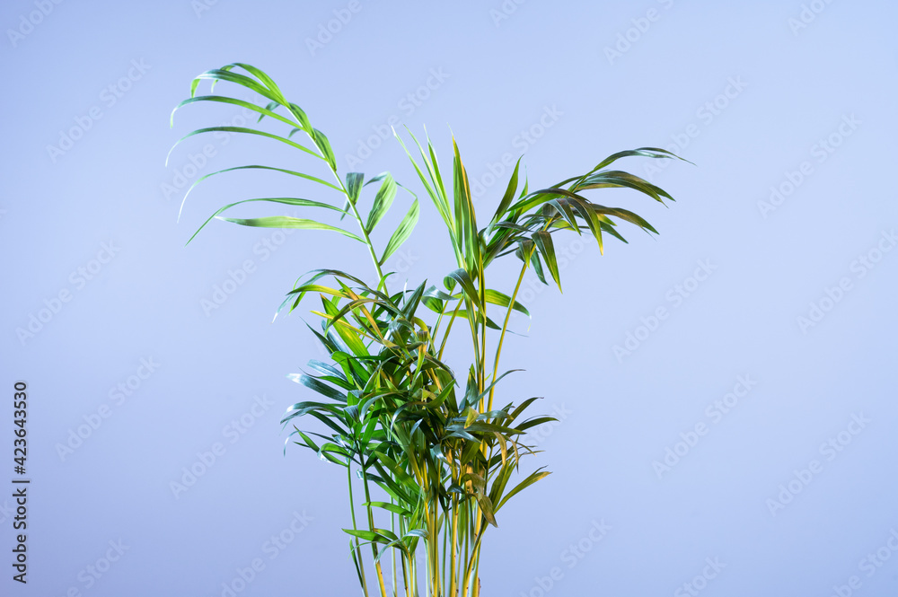 Fototapeta premium Top of a palm plant on a blue background. Indoor palm tree on a blue background.