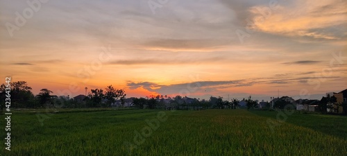 sunset over the field in Yogyakarta