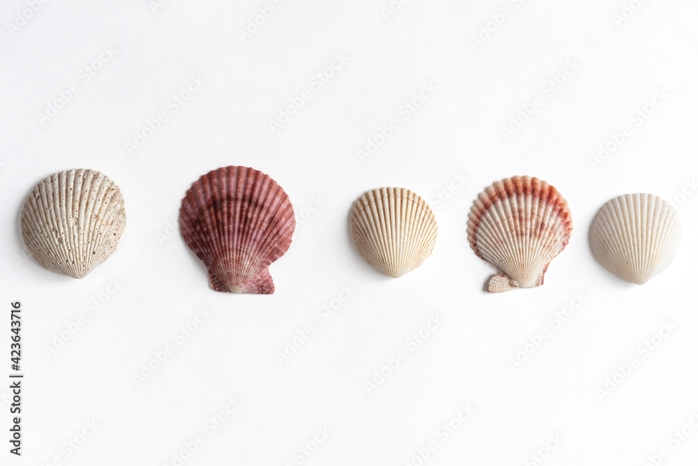 Various shells on a white backdrop. Natural marine theme background with copy space. Various shells on a white backdrop. Natural marine theme background with copy space.