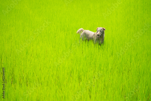 Ragged dog looking something on greenery rice field.