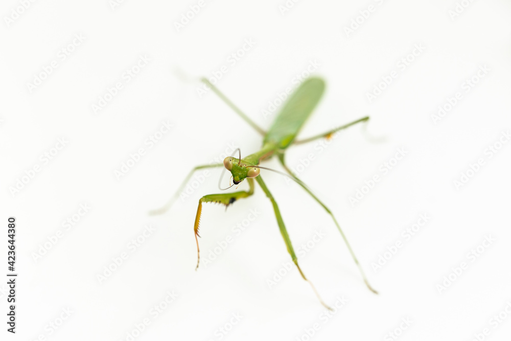 Macro shallow depth of field photo with focus on green praying mantic face