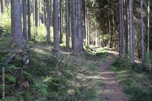 Wald Waldweg Fichten Fichtenwald Nutzwald Sommer wandern Forstweg