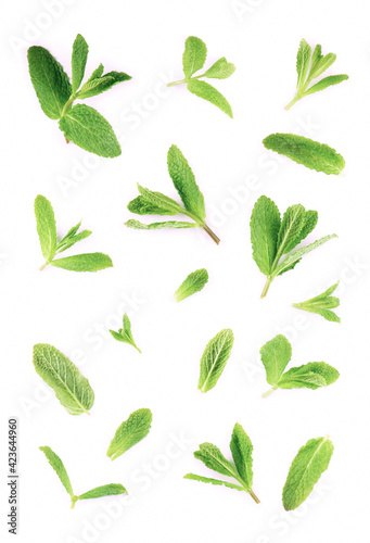 Fresh mint leaves on the white background © Irina Ukrainets