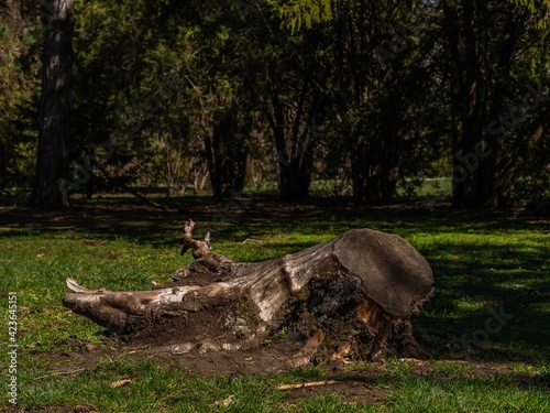 uprooted tree stump in a spring park on a sunny day