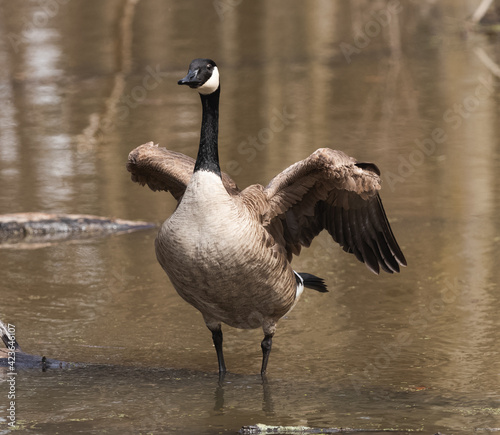 Canadian  goose swimming in water