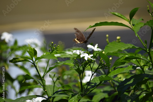 butterfly on a leaf