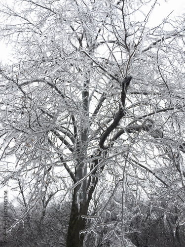 Trees and branches coated in ice after an ice storm
