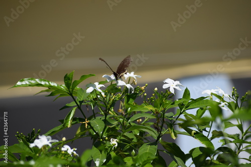 butterfly on a flower