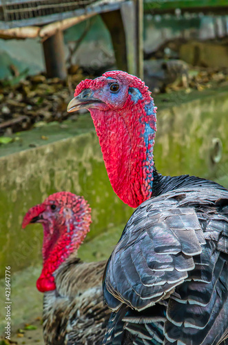 bird, chicken, animal, farm, rooster, hen, turkey, red, poultry, beak, head, nature, agriculture, feather, fowl, domestic, cockerel, black, grass, farming, food, feathers, meat, green, portrait