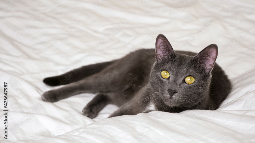 Gray cat with yellow eyes lies and wags its tail on a white blanket.