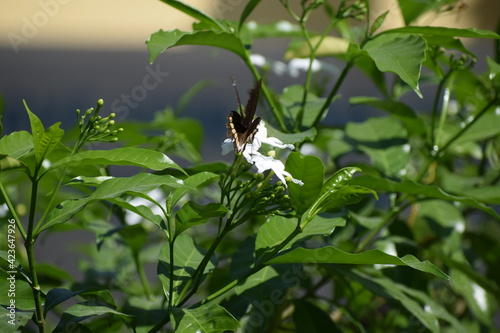 butterfly on the grass