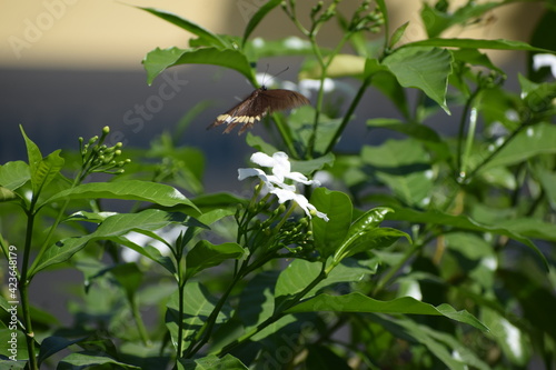butterfly on a flower