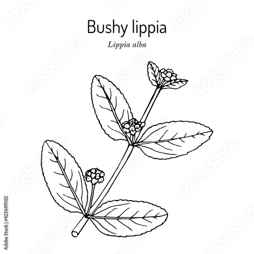 Bushy lippia, or pitiona, Lippia alba , medicinal plant