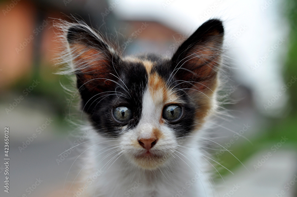 Asia domestic kitten closeup outdoor Asia domestic kitten closeup outdoor