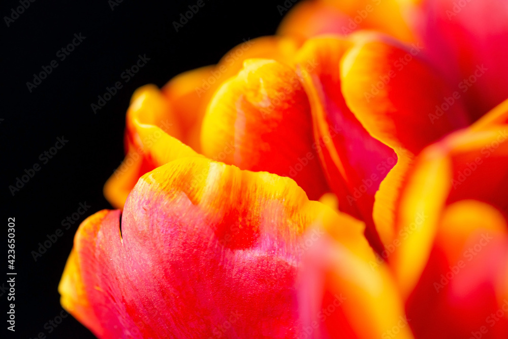 Petals of a red tulip close-up on a dark background. The top of the petals is colored yellow. Petals of a red tulip close-up on a dark background. The top of the petals is colored yellow.
