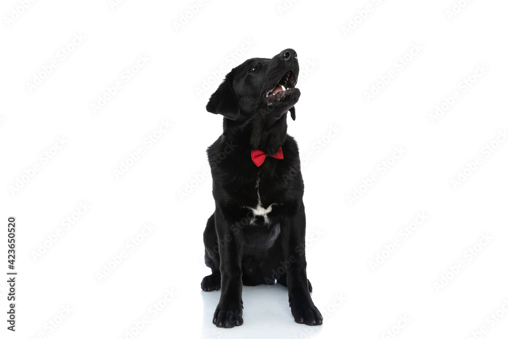 Fototapeta premium labrador retriever dog barking, wearing a red bowtie