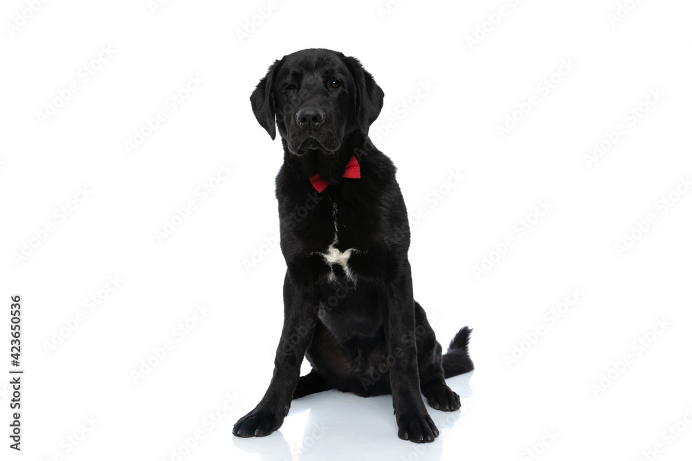 labrador retriever dog wearing a red bowtie and sitting