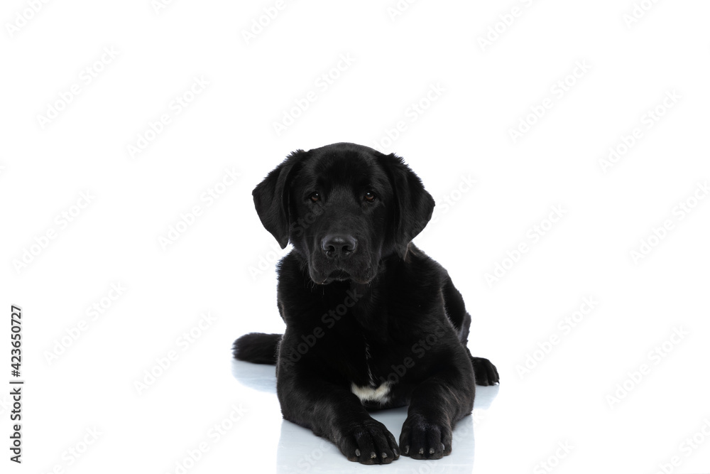 labrador retriever dog looking at the camera labrador retriever dog looking at the camera