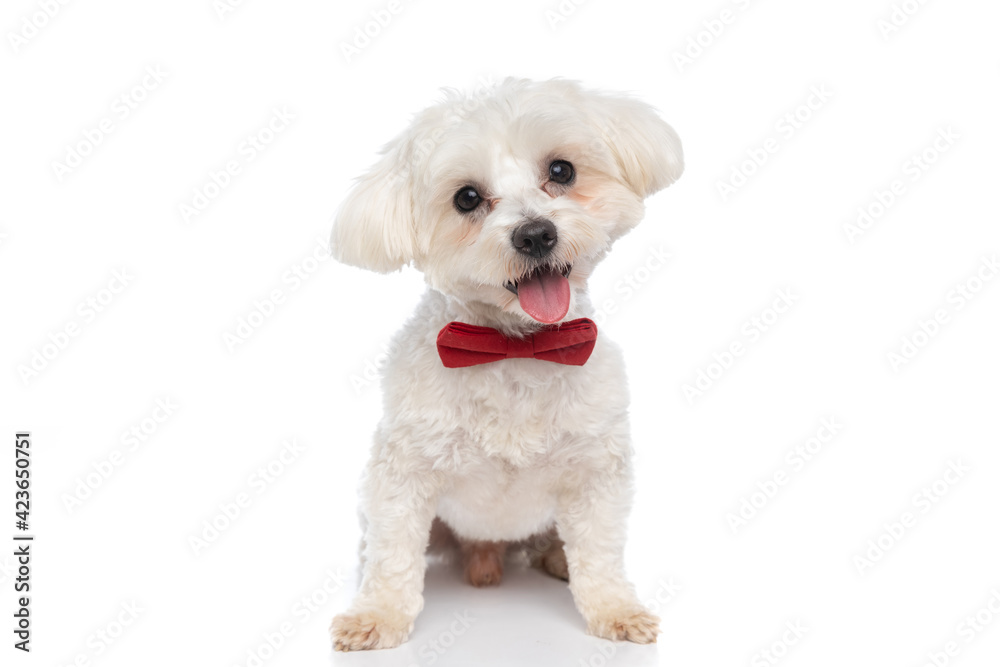 small bichon dog wearing a red bowtie