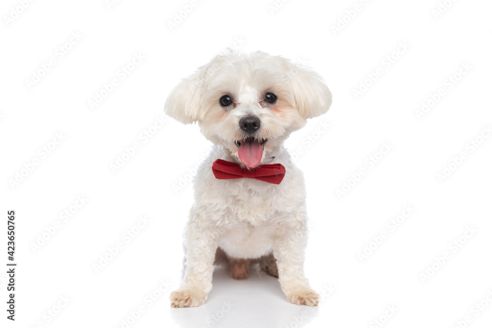 cute seated bichon dog sticking out tongue
