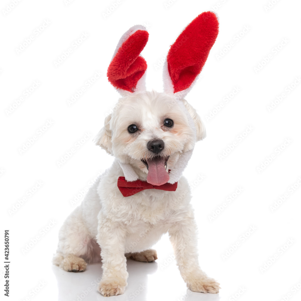 Obraz premium bichon dog with exposed tongue is wearing a red bowtie