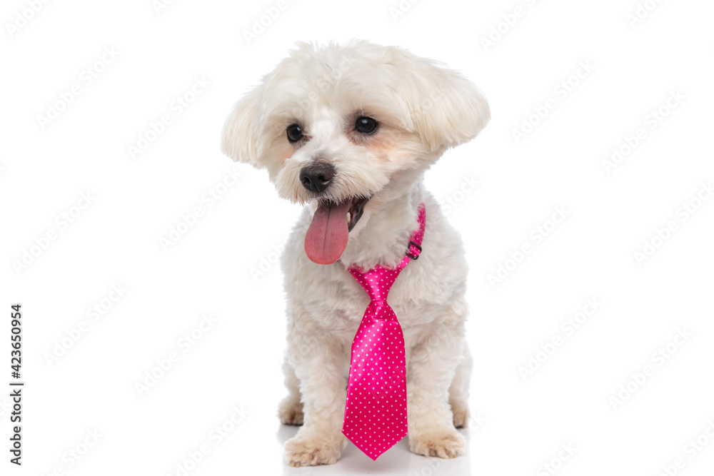 Obraz premium sweet bichon dog wearing pink tie