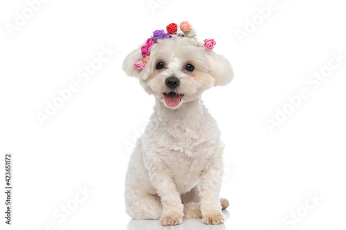 seated sweet bichon dog wearing a headband of flowers © Viorel Sima