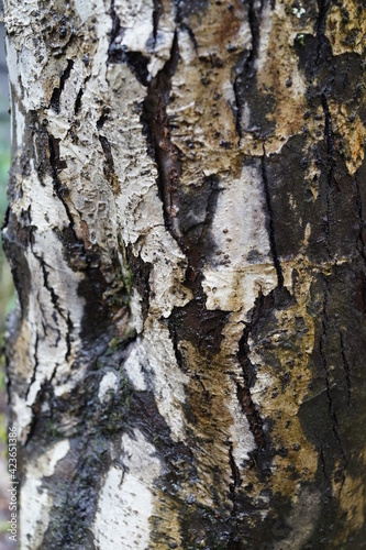Fototapeta Naklejka Na Ścianę i Meble -  テクスチャ 　木の幹　表面　表皮　木の皮