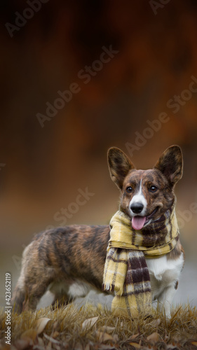 autumn dog in scarf portrait 