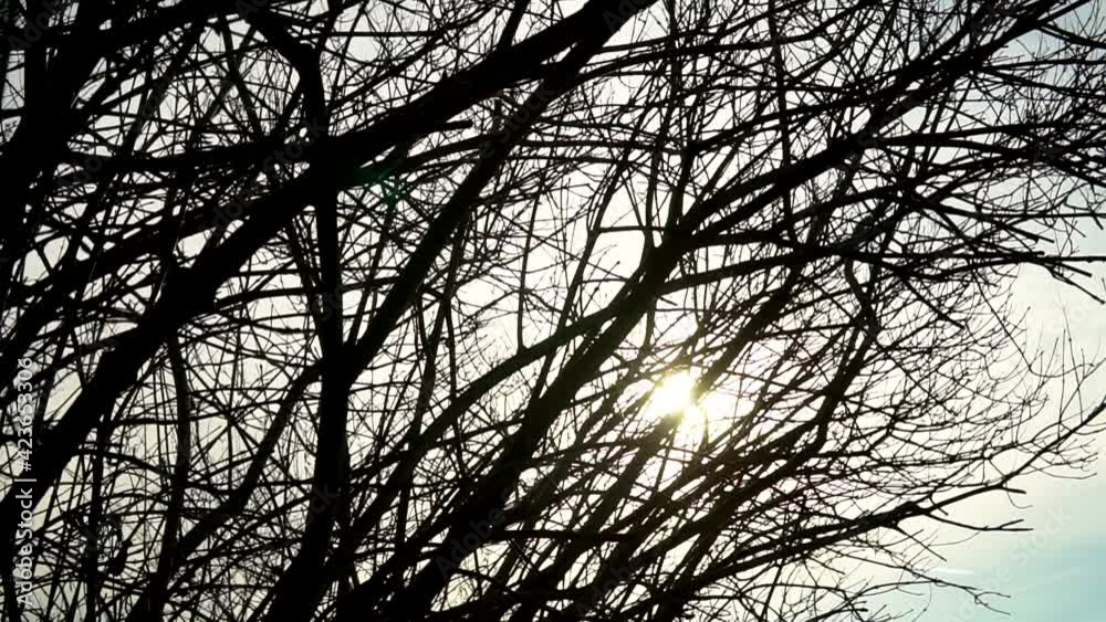 Dry dark branches silhouetted against a cold cloudy fall sky. Horror black leafless branches of an old tree in the forest. Spooky, horror and mystery slow motion panorama. Dry dark branches silhouetted against a cold cloudy fall sky. Horror black leafless branches of an old tree in the forest. Spooky, horror and mystery slow motion panorama.
