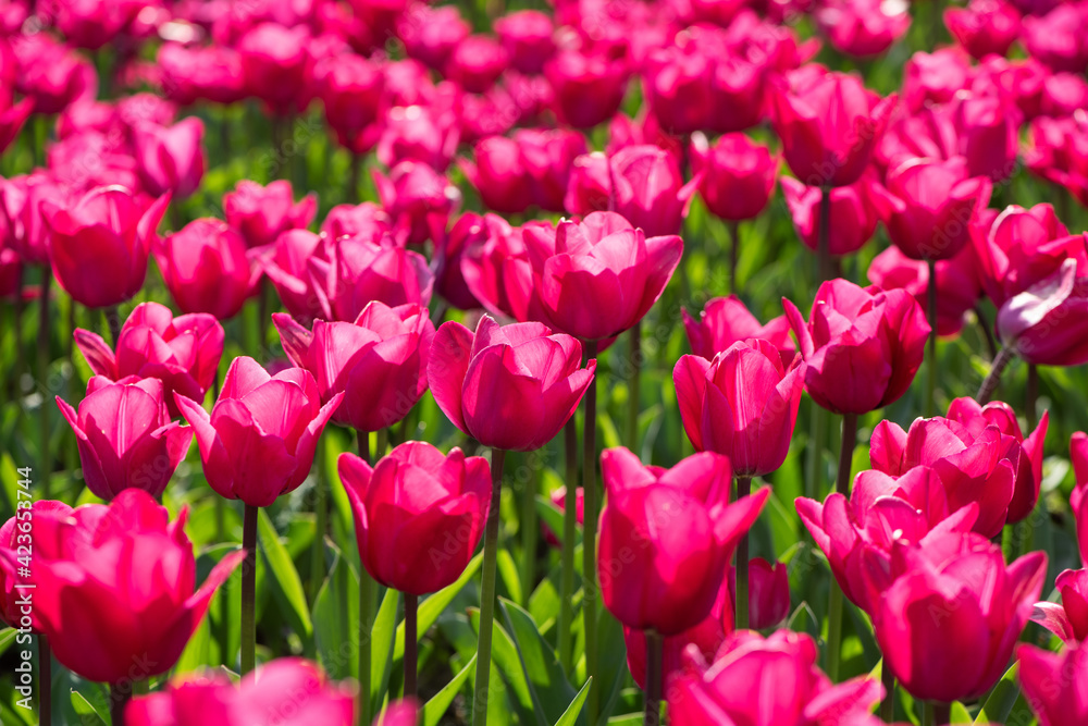 Beautiful spring red tulip flowers background