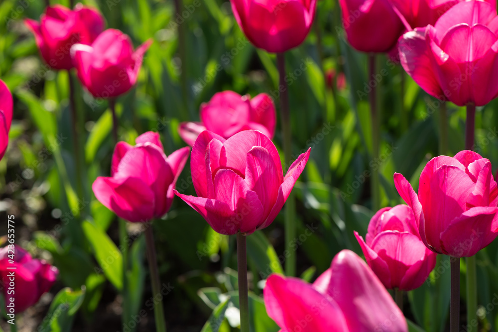 Beautiful spring red tulip flowers background Beautiful spring red tulip flowers background