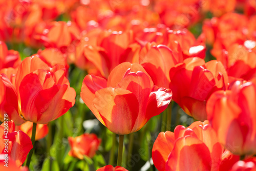 Beautiful spring saffron yellow tulip flowers background