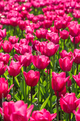 Beautiful spring red tulip flowers background