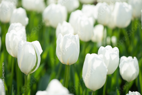 Beautiful spring white tulips flowers background
