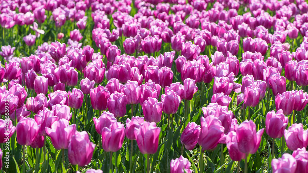 Beautiful spring pruple tulip flowers background Beautiful spring pruple tulip flowers background