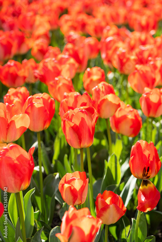 Beautiful spring saffron yellow tulip flowers background