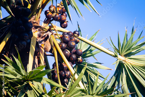 Palmyra palm trees with its fruit in abunch against blue sky background photo