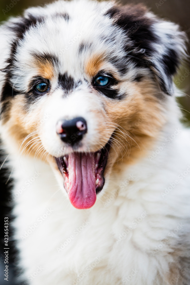 Australian shepherd puppy dog portrait Australian shepherd puppy dog portrait