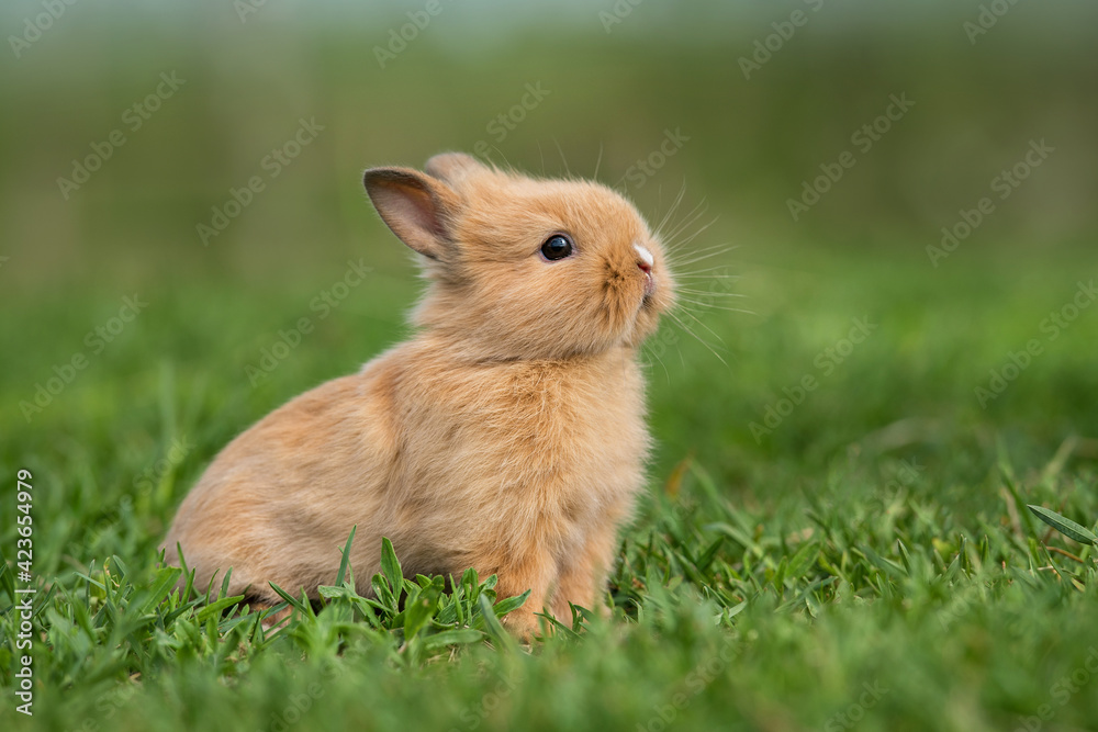 Little rabbit sitting in the grass in summer Little rabbit sitting in the grass in summer