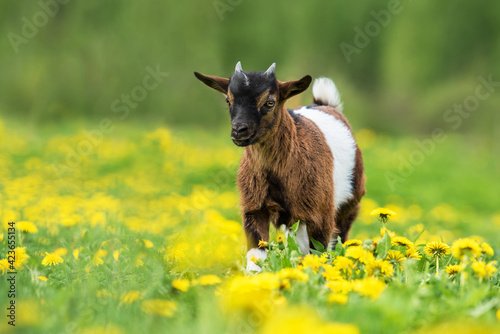 Little Nigerian pygmy goat baby on the field with flowers. Farm animals.