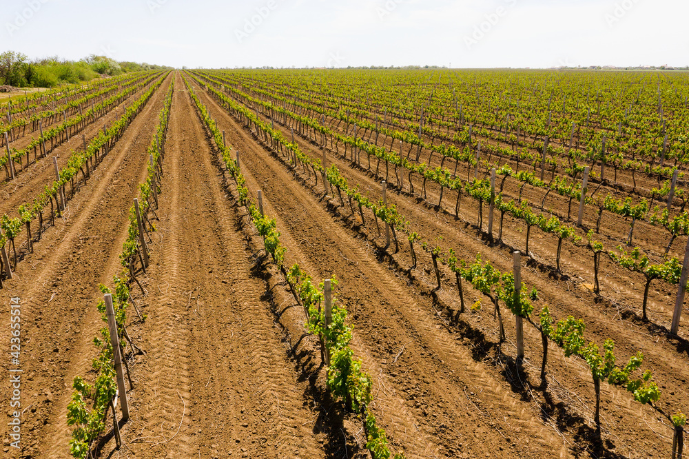 Vineyards in the afternoon in spring aerial view. Farmland. Winemaking. Cultivation of different grape varieties in Ukraine, near Odessa Vineyards in the afternoon in spring aerial view. Farmland. Winemaking. Cultivation of different grape varieties in Ukraine, near Odessa