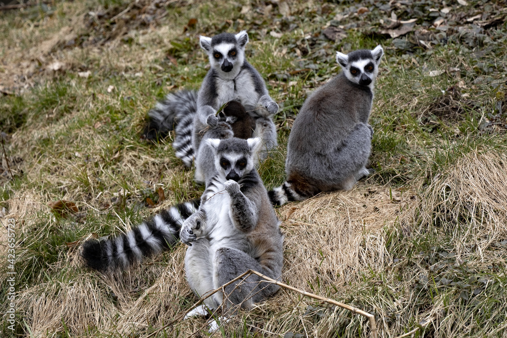 Fototapeta premium A group of Ring-tailed lemur, Lemur catta, playing on the lawn