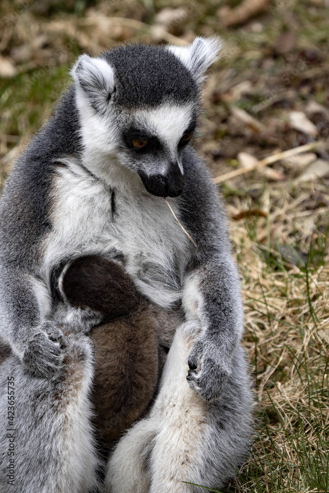 Fototapeta premium Female Ring-tailed Lemur, Ring-tailed lemur, with a small cub on its chest
