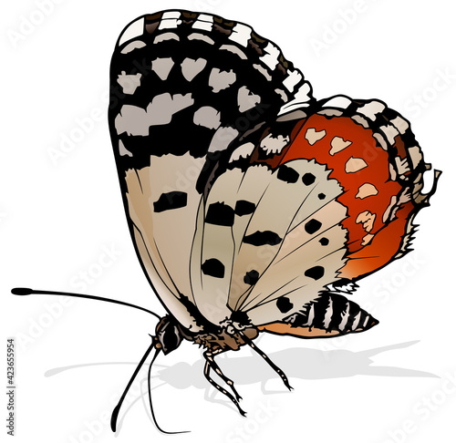 Red Pierrot - Beautiful Butterfly Isolated on White Background, Vector Illustration