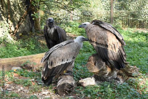 One black vulture and two young eagles are sitting on the ground