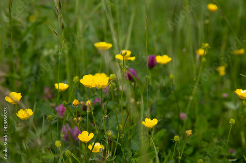 Yellow buttercups in the meadow. Blurred background. 