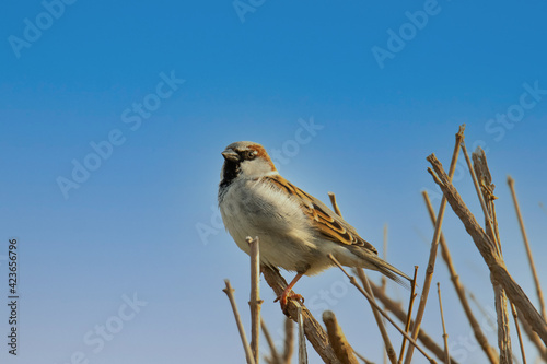 sparrow on a branch in front of an blue sky