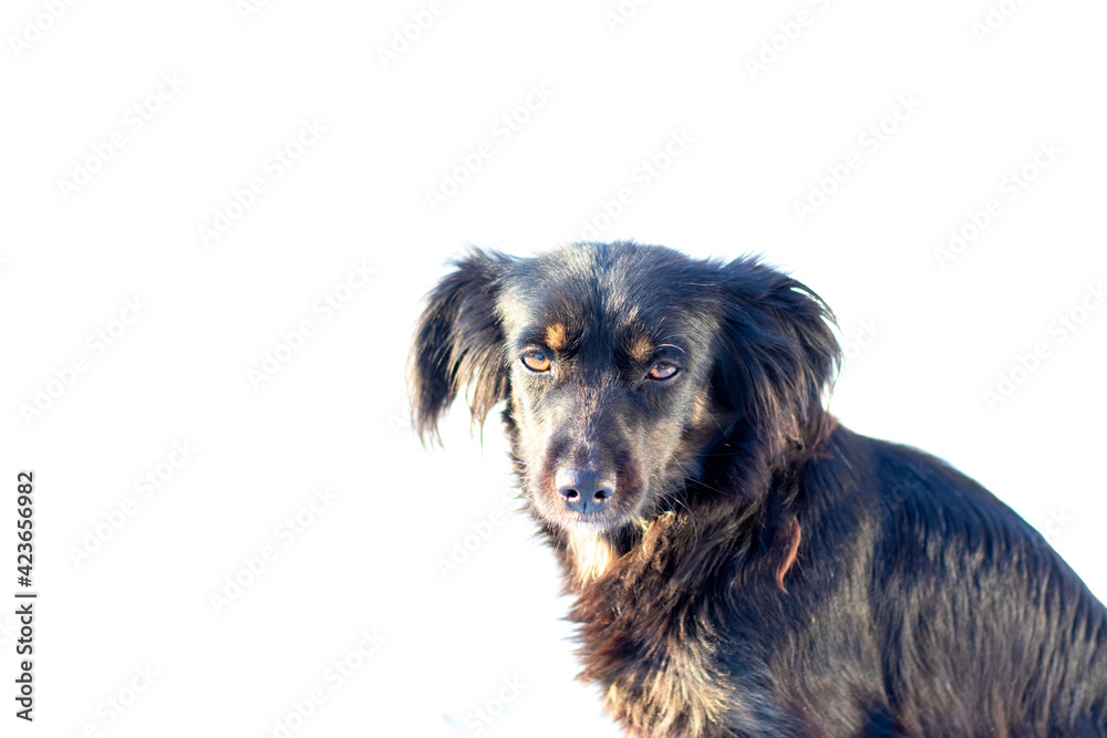Cute dog, sits and watches with beautiful eye. On white background. Topic: advertising of products for dogs and veterinary medicine Cute dog, sits and watches with beautiful eye. On white background. Topic: advertising of products for dogs and veterinary medicine